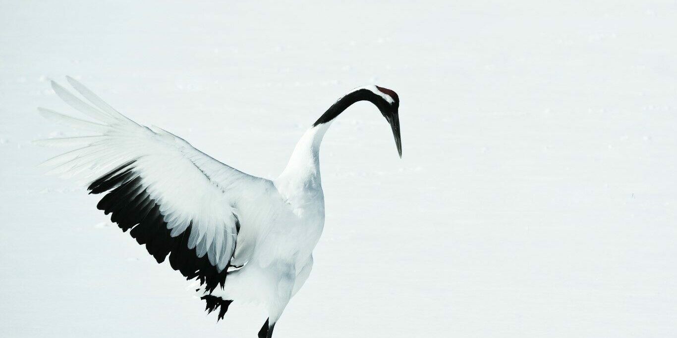 Hokkaido, le Japon sauvage