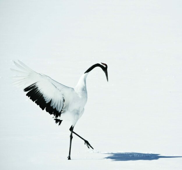 Hokkaido, le Japon sauvage