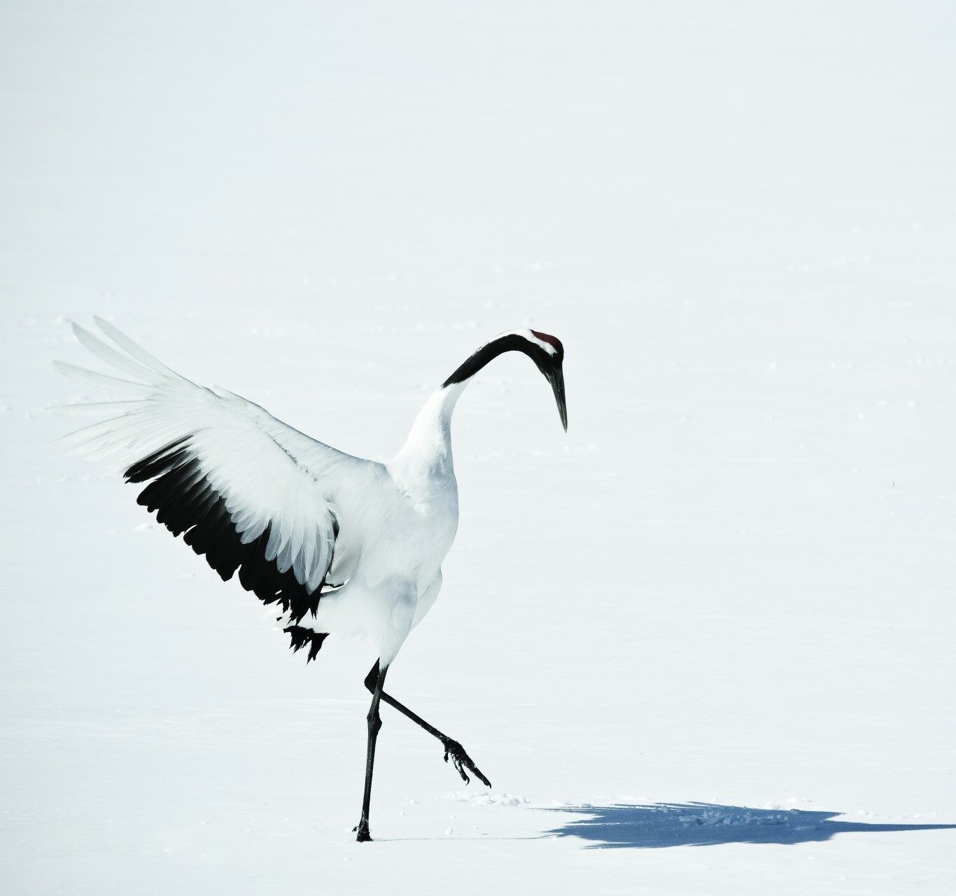 Hokkaido, le Japon sauvage